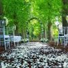 Tiffany Chair Hire In Melbourne